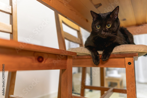Obraz na płótnie 黒猫