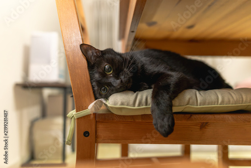 Obraz na płótnie 黒猫
