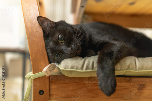 Obraz na płótnie 黒猫