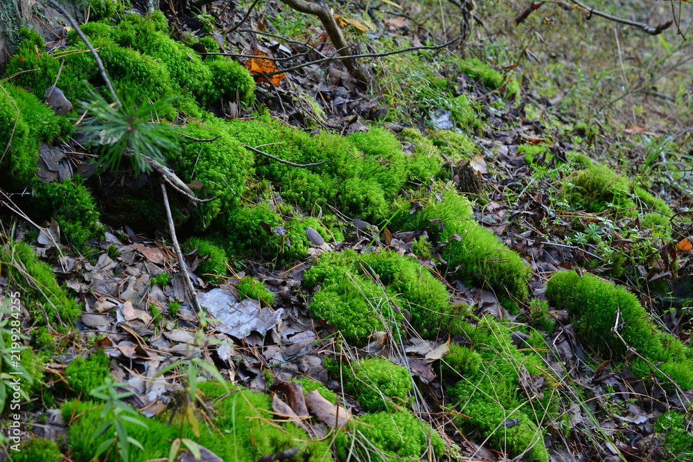 Obraz premium Vibrant Green Moss Growing on Forest Floor, side view