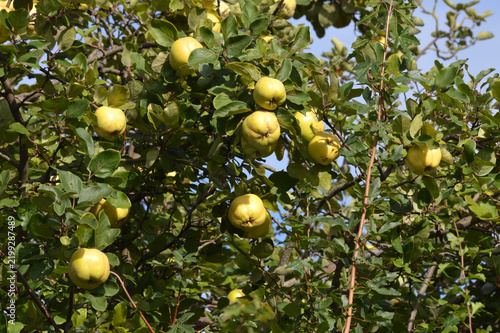 Quitten, läutend gelb an Baum im Herbst