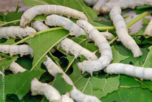 Фотография Silkworms crawling and feeding on fresh mulberry leaves in a close-up view, illu