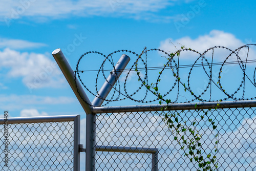 Fotografie Razor wire security fence with climbing vine against bright blue cloudy sky, met