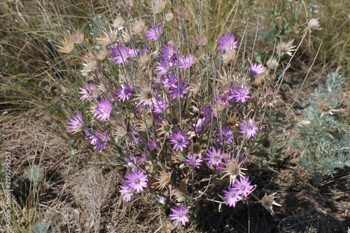 Annual everlasting or immortelle (Xeranthemum annuum) in natural habitat
