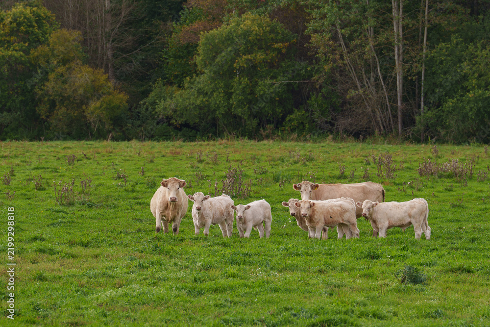 Obraz premium White cows and calves in a pasture with the colors of autumn trees in the background.