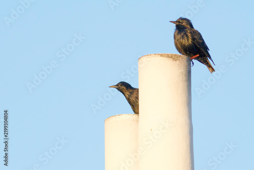 Black trush perched on a chimney