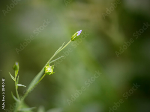 Summer flowers buds