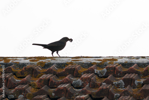 Semi-backlit thrush with worms in its beak