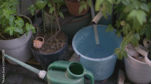 庭先の植物とバケツ