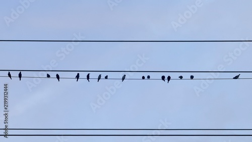 Flock of Small Birds Perched on Power Lines Sky, Silhouette Birds on Wire