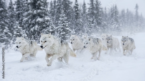 Pack of arctic wolves running through deep snow in a winter forest landscape