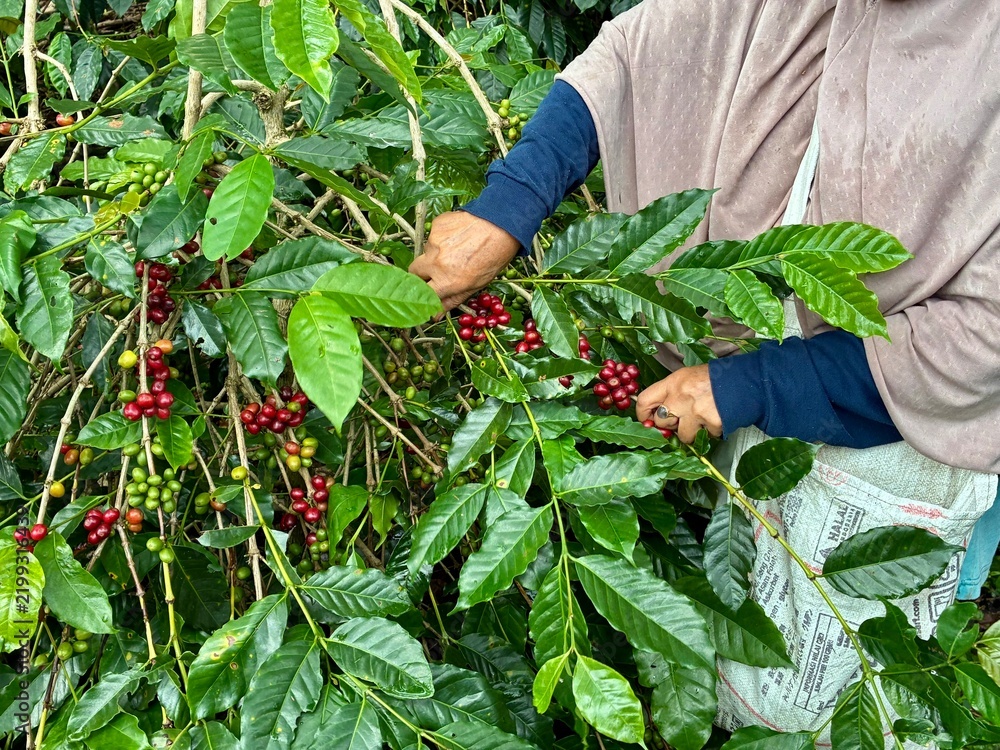 Obraz premium Close up of woman’s hands picking red arabica coffee beans from the coffee plant on a coffee plantation in Aceh, Sumatra