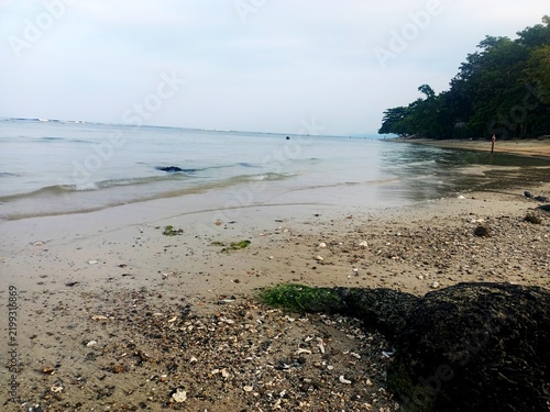 Foto Mossy driftwood washed ashore buried in sandy beach ground near the calm sea