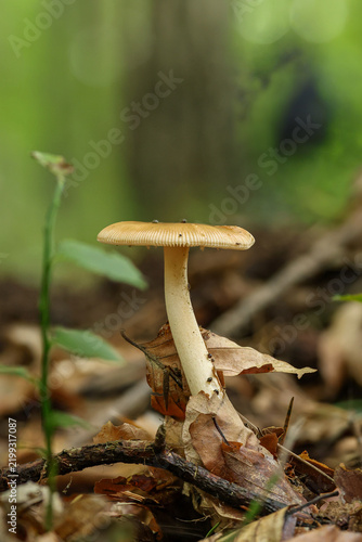 A slender tawny grisette mushroom standing among dry fallen leaves and green foliage on the forest floor. Tawny grisette. Amanita fulva.