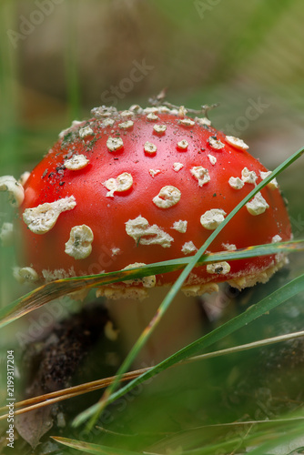 Bild auf Leinwand A vibrant red fly agaric mushroom cap covered with white spots emerging through green grass