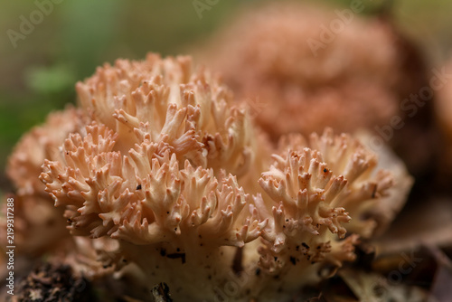A detailed close-up of a coral fungus with intricate branching structures on the forest floor. Coral fungus. Ramaria sp.