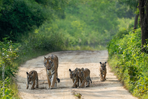 Tiger and cubs at umred karhandla wildlife sanctuary India