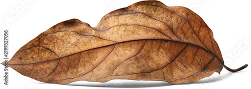 dry brown autumn leaf isolated white background, withered foliage with visible veins and stem in close-up view