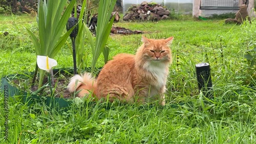 Red Cat in the Garden