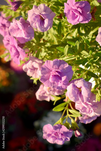 pink flowers in the garden