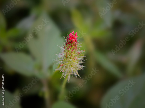 Wild red flowers