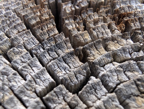 Wooden texture