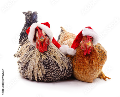 Rooster and hen wearing Santa hats isolated on white background.
