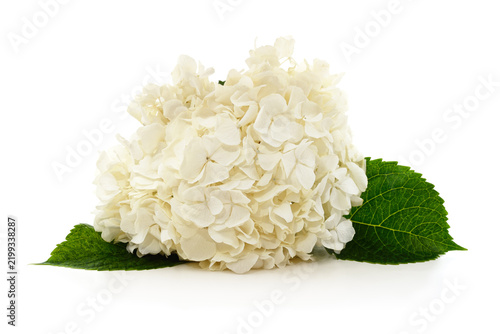 Beautiful white hydrangea flower with green leaves isolated on white background.