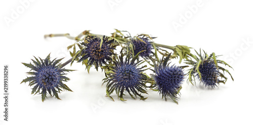 Blue sea holly eryngium flowers isolated on white background.