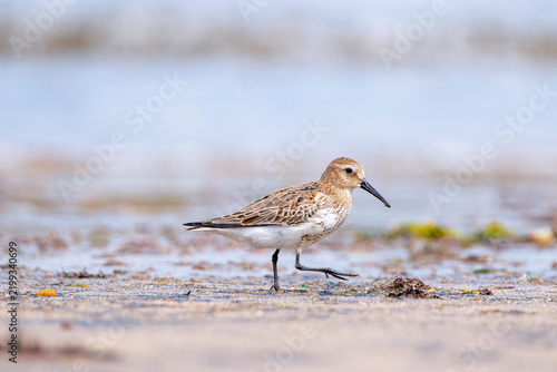 Dunlin, calidris alpina feeding on the beach sand.