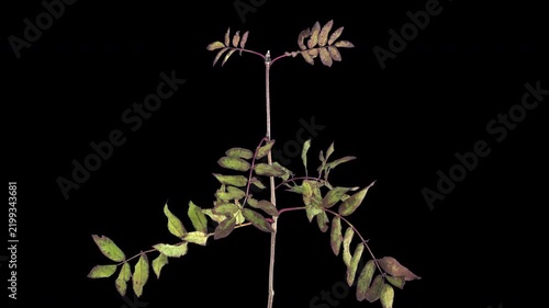 Time lapse of a rowan branch with compound leaves gradually drying, curling and changing color from green to brown. Isolated on a black background, horizontal 4K footage.