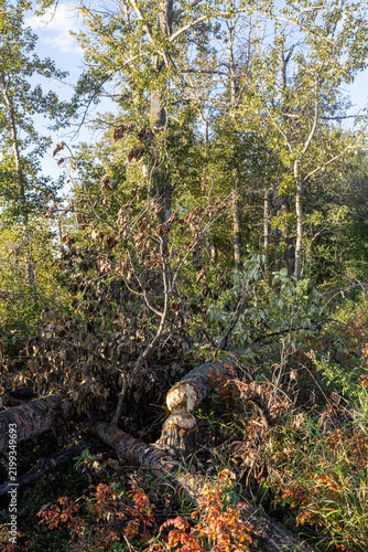 Obraz na plátně A fallen tree trunk showing clear signs of beaver gnawing marks in a lush green