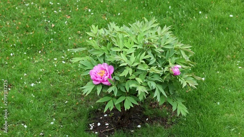 Beautiful view of blooming peony bush gradually getting closer during spring rain in garden. Sweden.