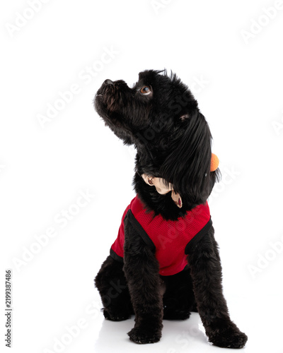 Фотография Side view of curious black puppy wearing vest looking up