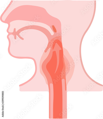 Anatomical illustration of the human throat and esophagus showing the swallowing process