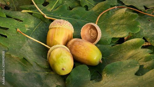 Obraz na płótnie Eichel, glans, Nussfrucht des Eichenbaums