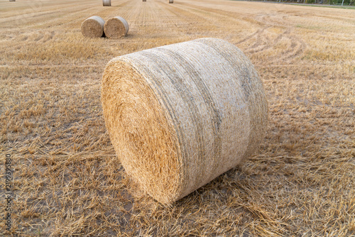 фотографія Large cylindrical straw bale dominates a freshly harvested cereal field with additional bales across golden stubble