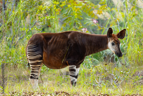 Canvastavla Okapi. Miami Metro Zoo, Miami, Florida, USA.