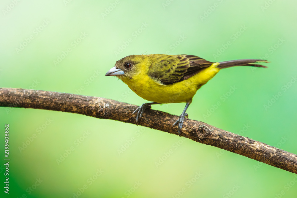 Obraz premium Flame-rumped Tanager (Ramphocelus flammigerus icteronotus), also known as the lemon-rumped tanager, perched on a branch in the lush tropical rainforest of Ecuador.