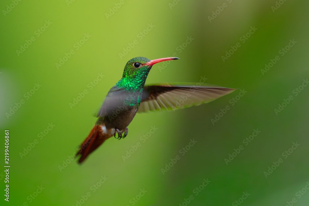 Fototapeta premium Rufous-tailed Hummingbird (Amazilia tzacatl) hovering in flight with motion-blurred wings against a green background in the tropical rainforest of Ecuador.