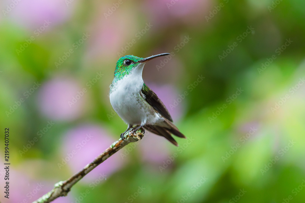 Obraz premium Andean Emerald hummingbird (Amazilia franciae) perched on a slender branch against a colorful blurry background in the cloud forest of Ecuador.