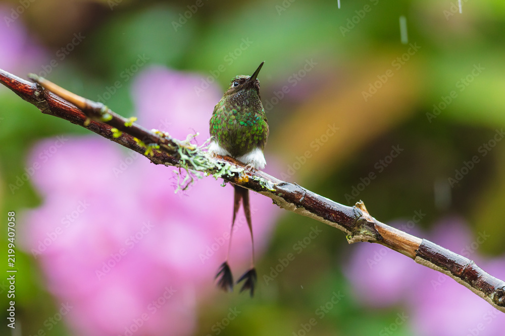 Obraz premium White-booted Racket-tail hummingbird (Ocreatus underwoodii) perched on a mossy branch with white leg puffs against a blurred pink background in the cloud forest of Ecuador.