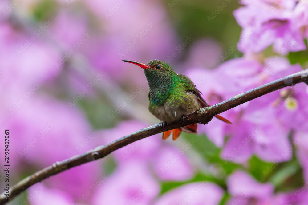 Fototapeta premium Rufous-tailed Hummingbird (Amazilia tzacatl) perched on a branch against a blurred pink background in the tropical rainforest of Ecuador.