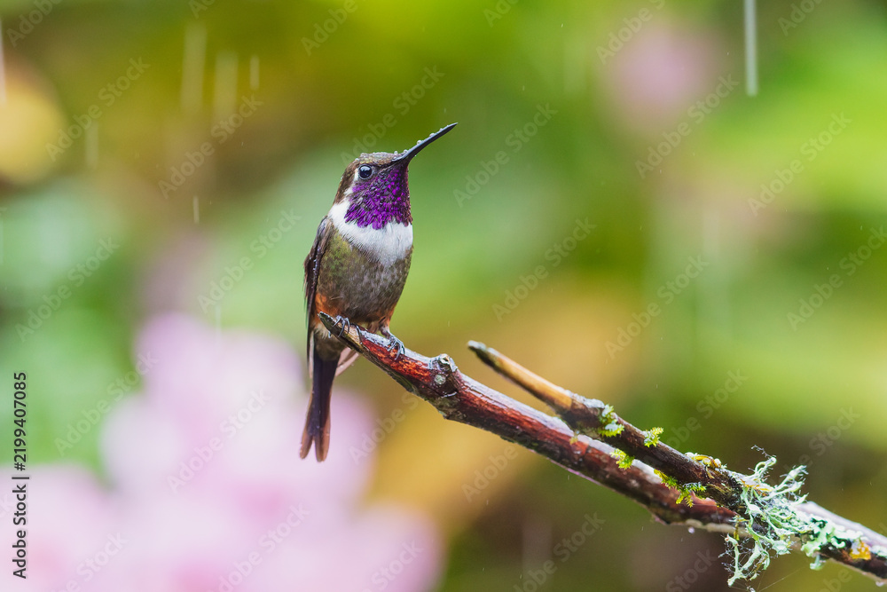 Obraz premium Purple-throated Woodstar hummingbird (Calliphlox mitchellii) perched on a lichen-covered twig against a soft-focused green and pink background in Ecuador.