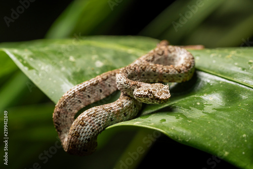 Fotografie Eyelash viper snake resting on tropical leaf