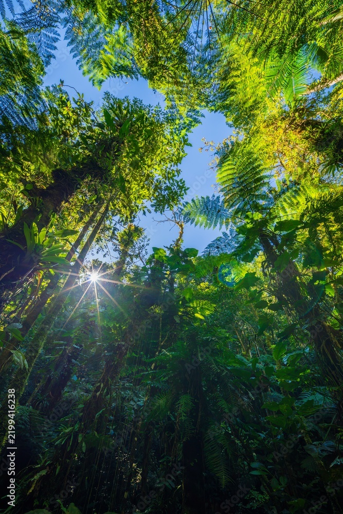 Obraz premium Lush green trail winding through the dense vegetation, ferns, and towering trees of the Brazilian Atlantic Forest (Mata Atlântica) in South America.