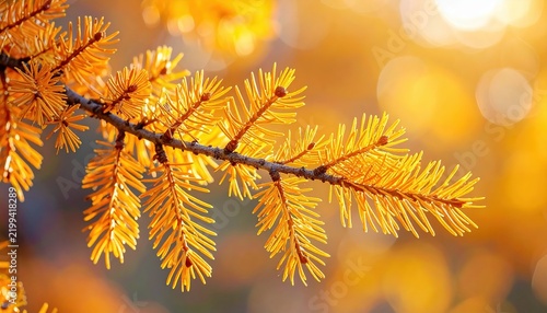 Golden larch tree branch with autumn needles and seasonal foliage