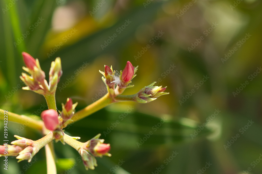 Obraz premium Pink Oleander Flower Bud