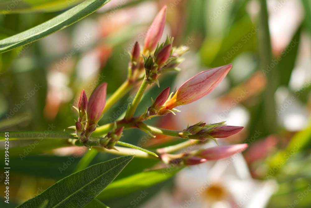 Obraz premium Pink Oleander Flower Bud