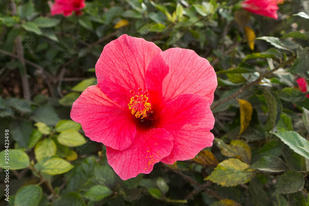 Obraz premium Full Dark Pink Hibiscus Flower